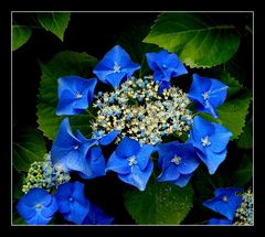 Blaue Hortensie