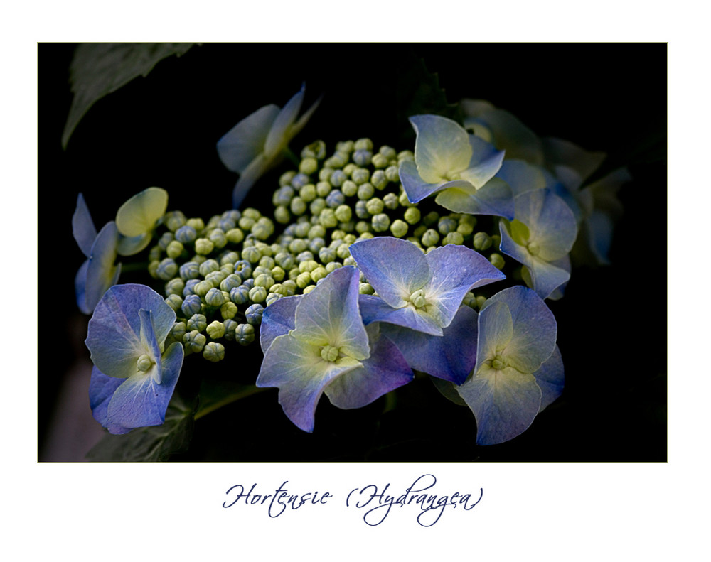 Blaue Hortensie