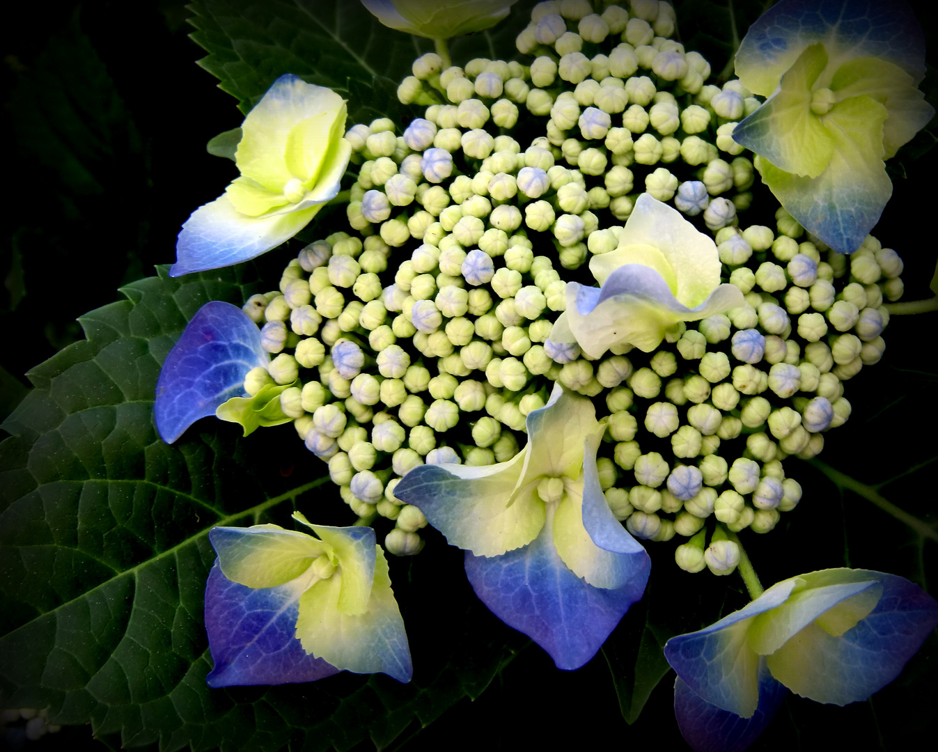 Blaue Hortensie