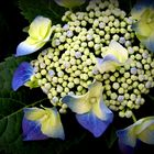 Blaue Hortensie