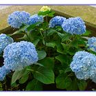 Blaue Hortensie