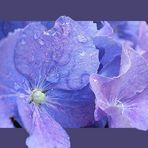 blaue Hortensie