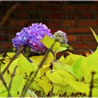 "Blaue Hortensie"