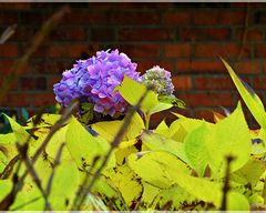 "Blaue Hortensie"