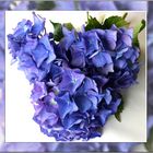 Blaue Hortensie