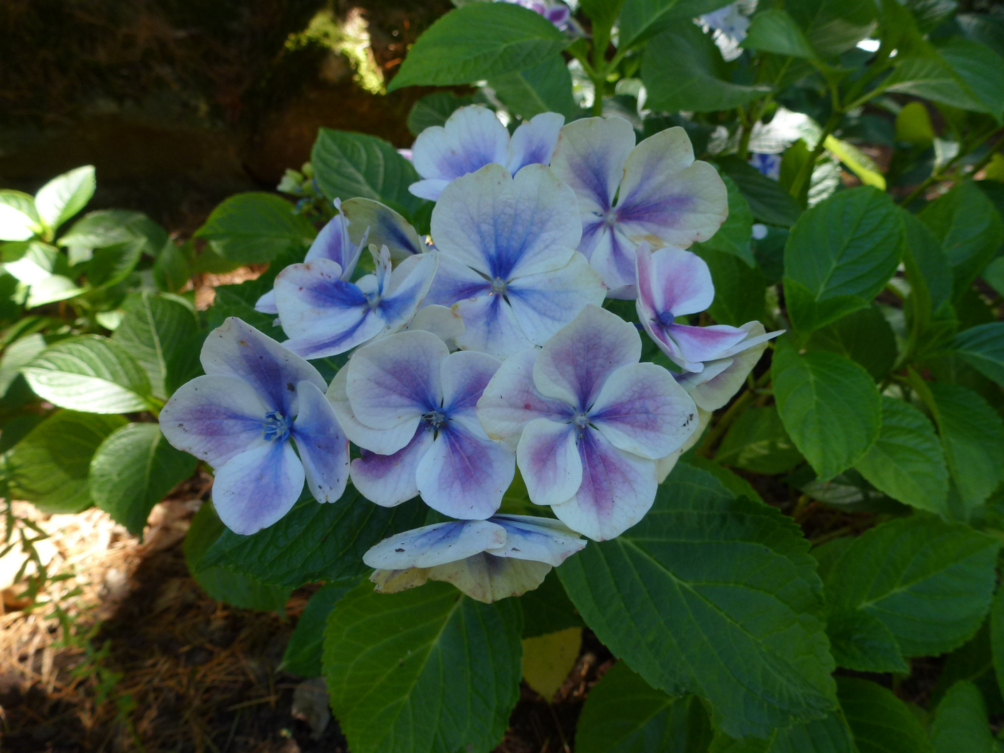 Blaue Hortensie