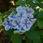 Blaue Hortensie