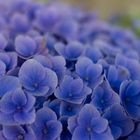 Blaue Hortensie