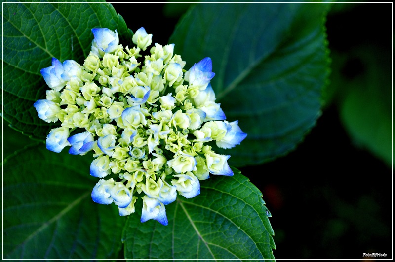 Blaue Hortensie