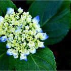 Blaue Hortensie