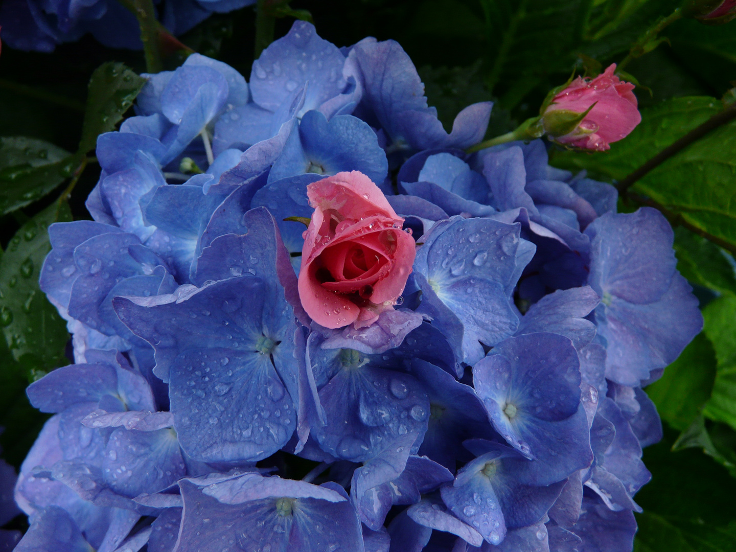 Blaue Hortensie