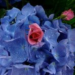 Blaue Hortensie