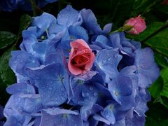 Blaue Hortensie