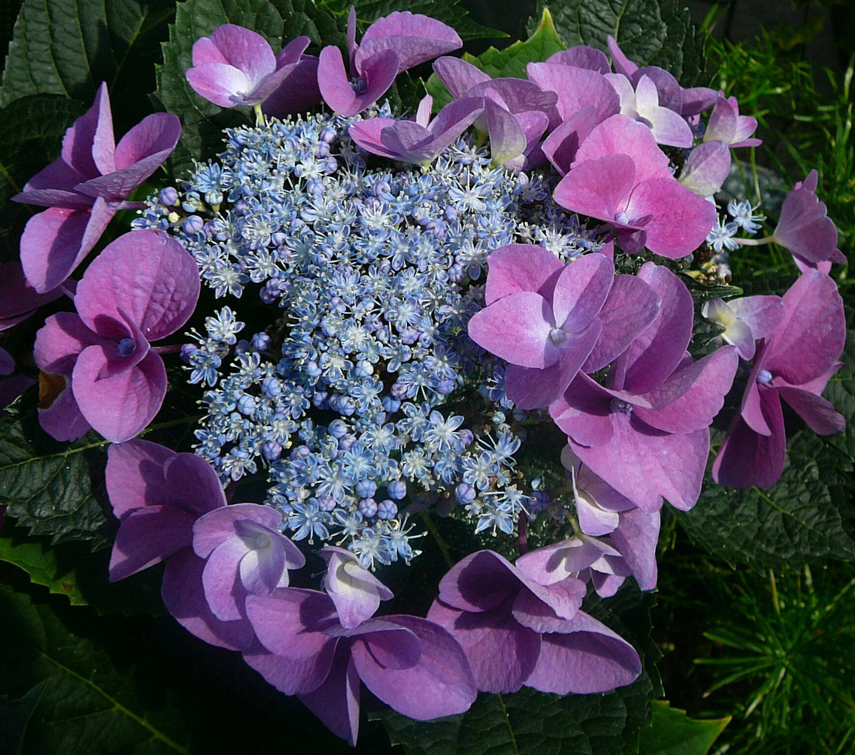 Blaue Hortensie