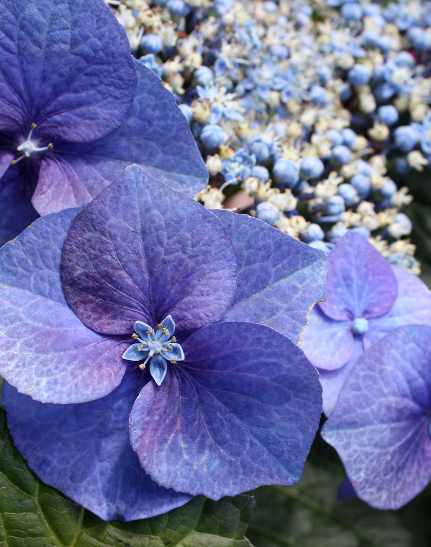 Blaue Hortensie