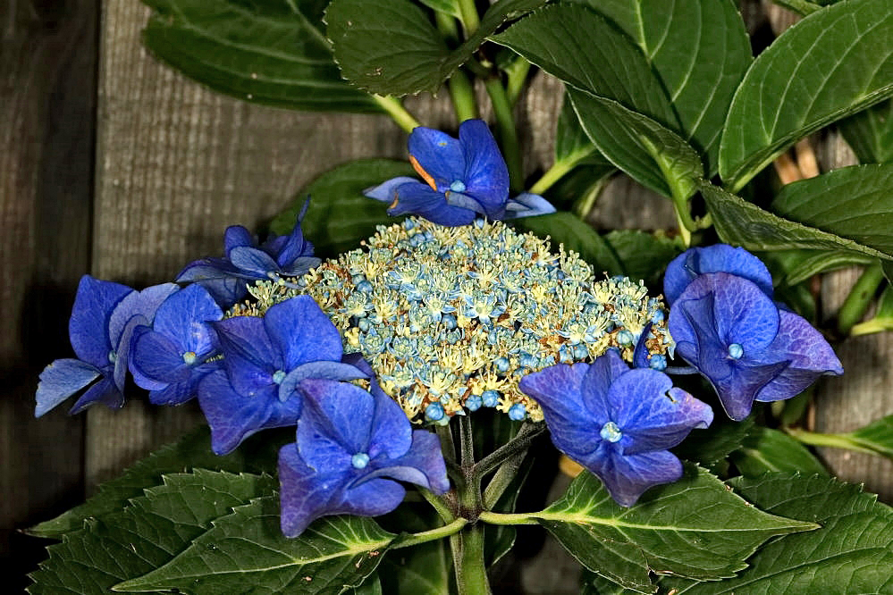 blaue Hortensie Foto & Bild flower, sommer, blau Bilder auf