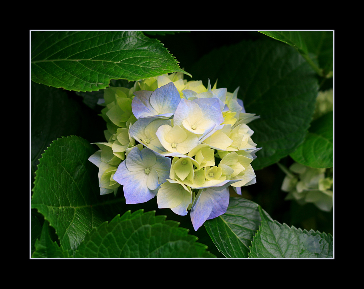 Blaue Hortensie