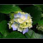 Blaue Hortensie