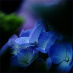 Blaue Hortensie