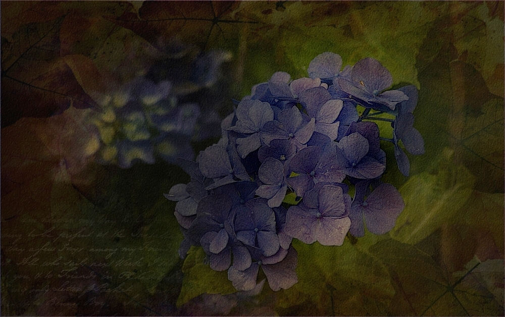 ~Blaue Hortensien~