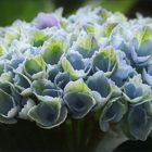 Blaue Hortensien und Rilke's Zeilen...