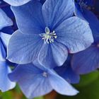 Blaue Hortensienblüte