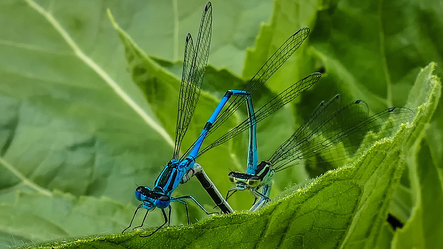 Blaue-Hufeisen-Libelle