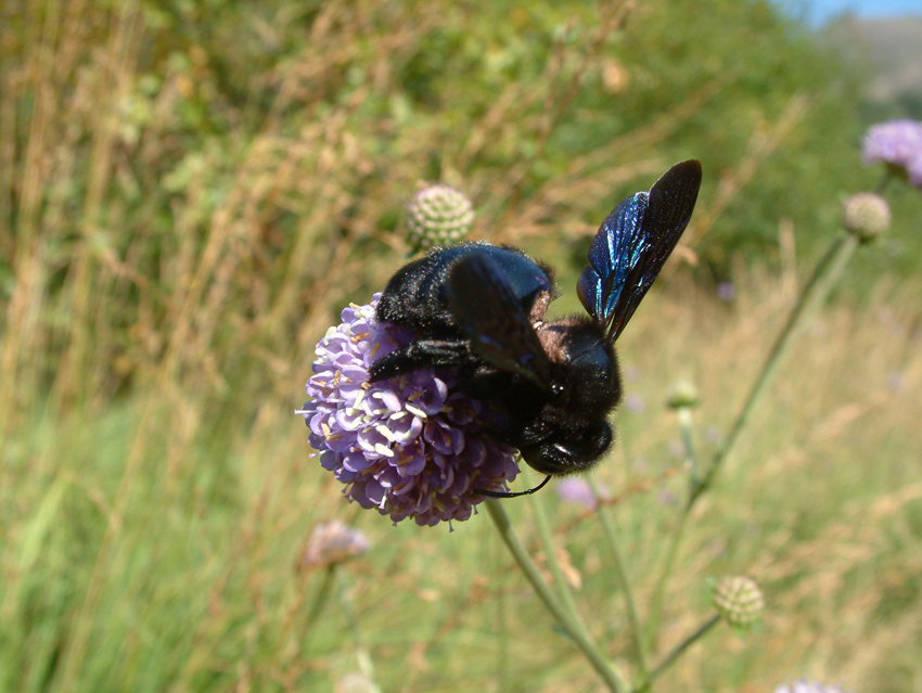 Blaue Hummel