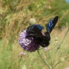 Blaue Hummel