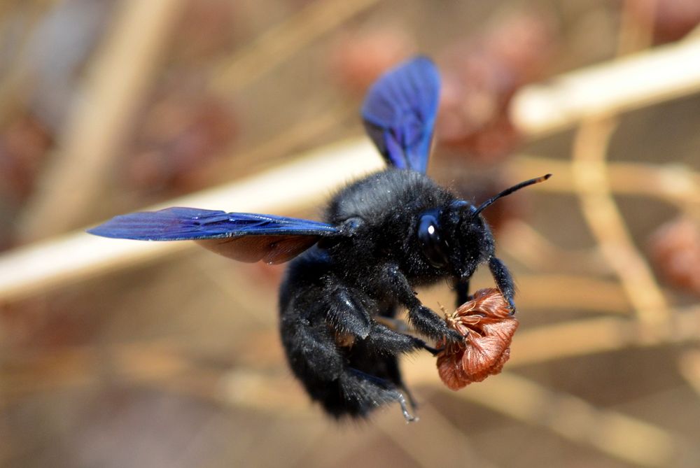 Blaue Hummel an der Côte d'Azur