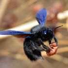 Blaue Hummel an der Côte d'Azur