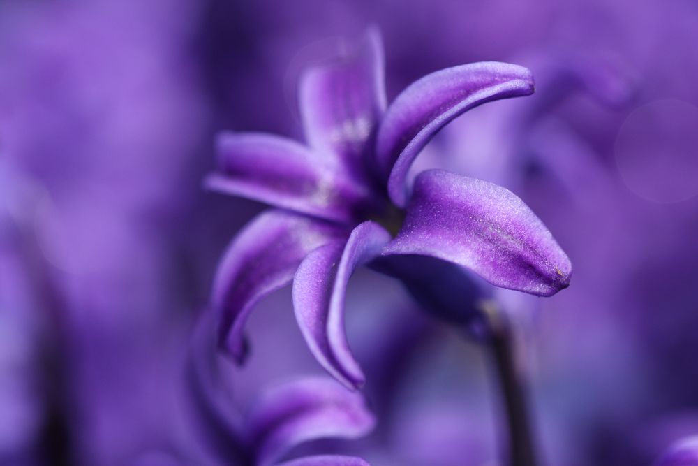 Blaue Hyazinthe (Hyacinthus orientalis) von Timm Biernatzki 