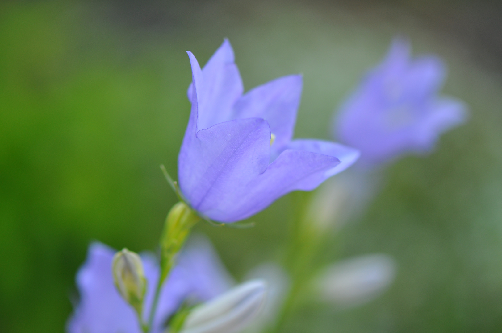 Blaue (ich weiß-nicht-wie-sie-heißt) Glocken(?)blume