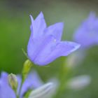 Blaue (ich weiß-nicht-wie-sie-heißt) Glocken(?)blume