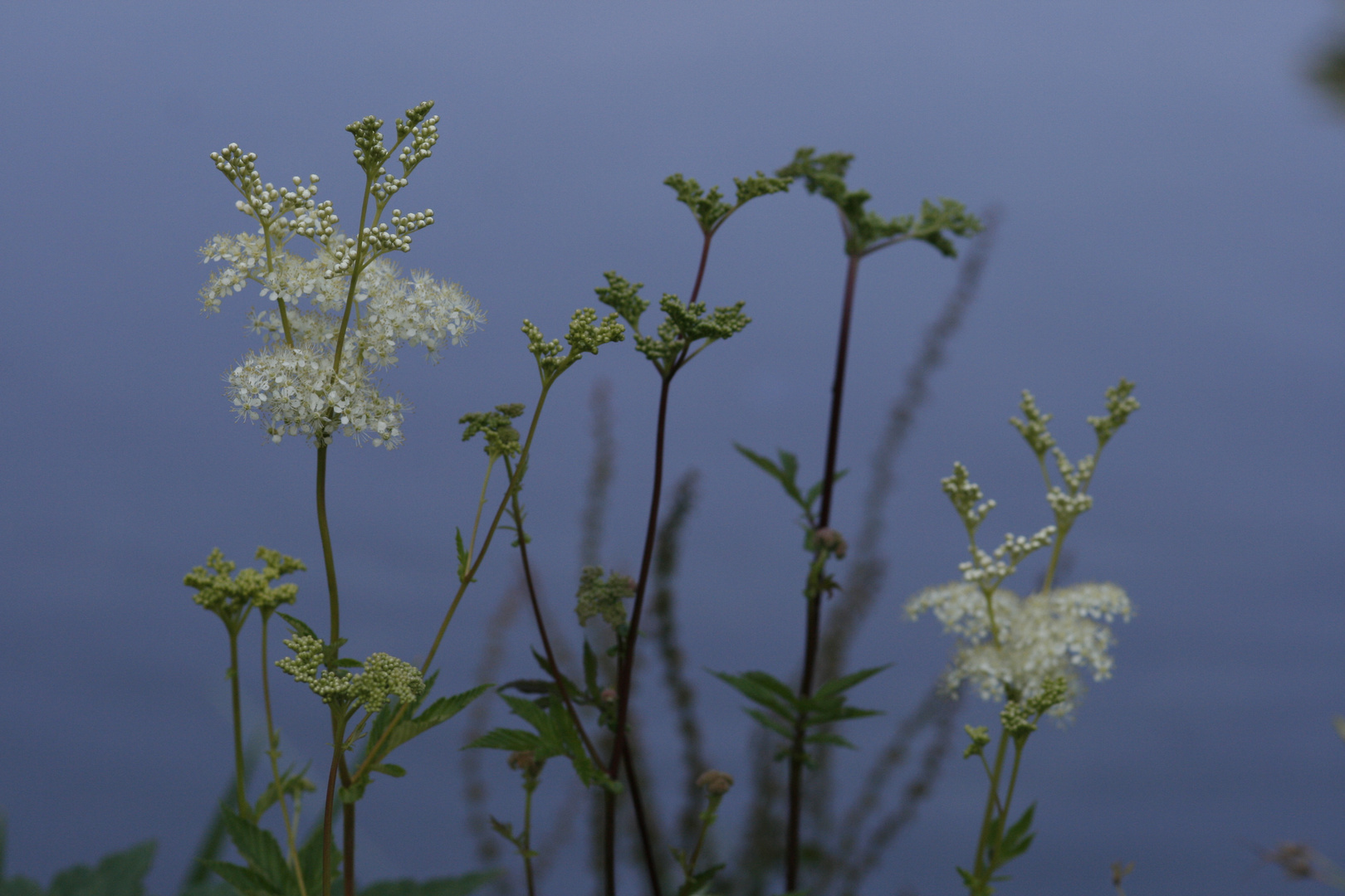 Blaue Impression