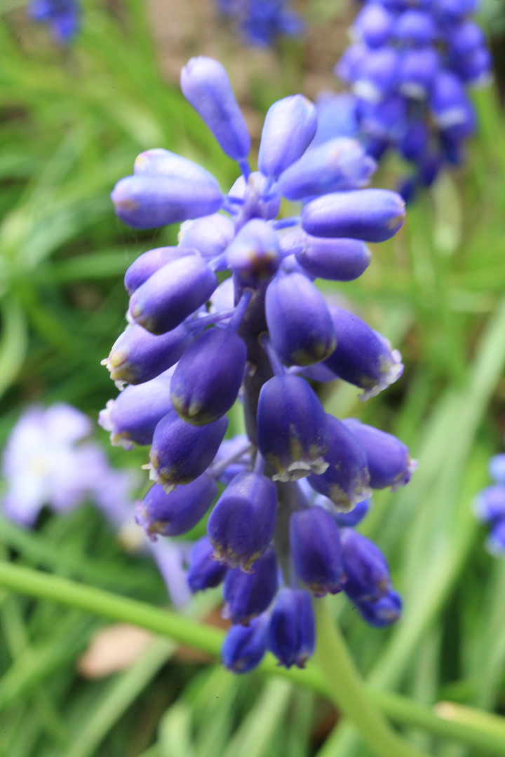 blaue Impression - Traubenhyazinthe