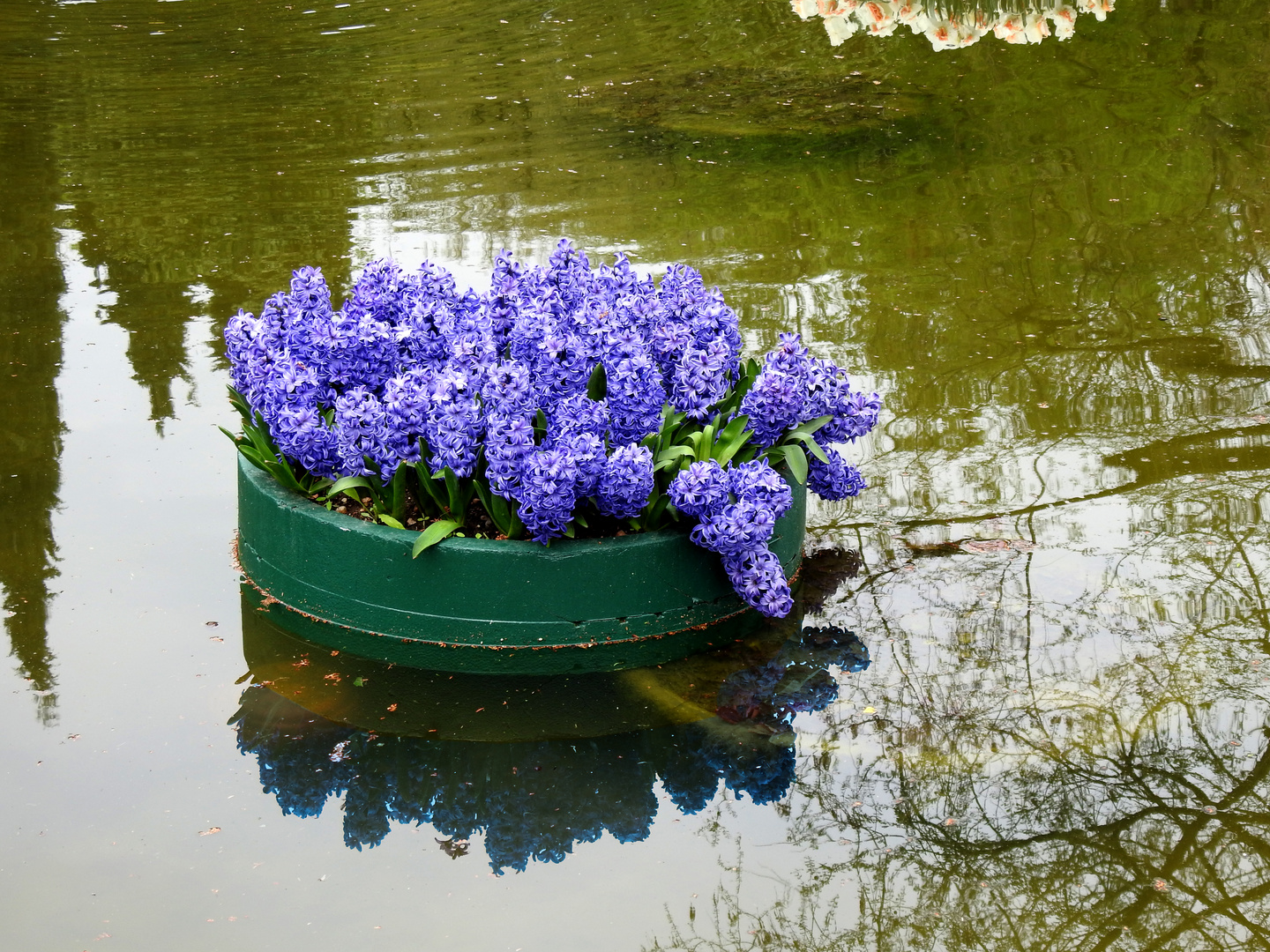 blaue insel