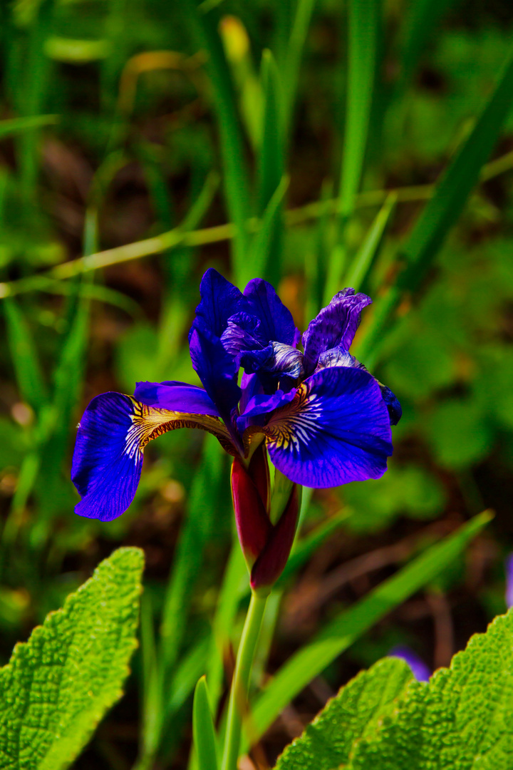 Blaue Iris