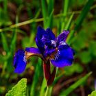 Blaue Iris