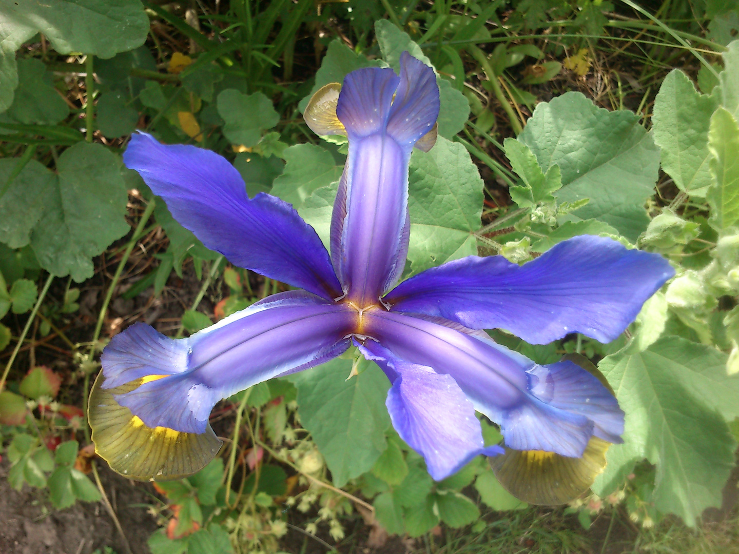 Blaue Iris