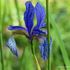 Blaue Iris