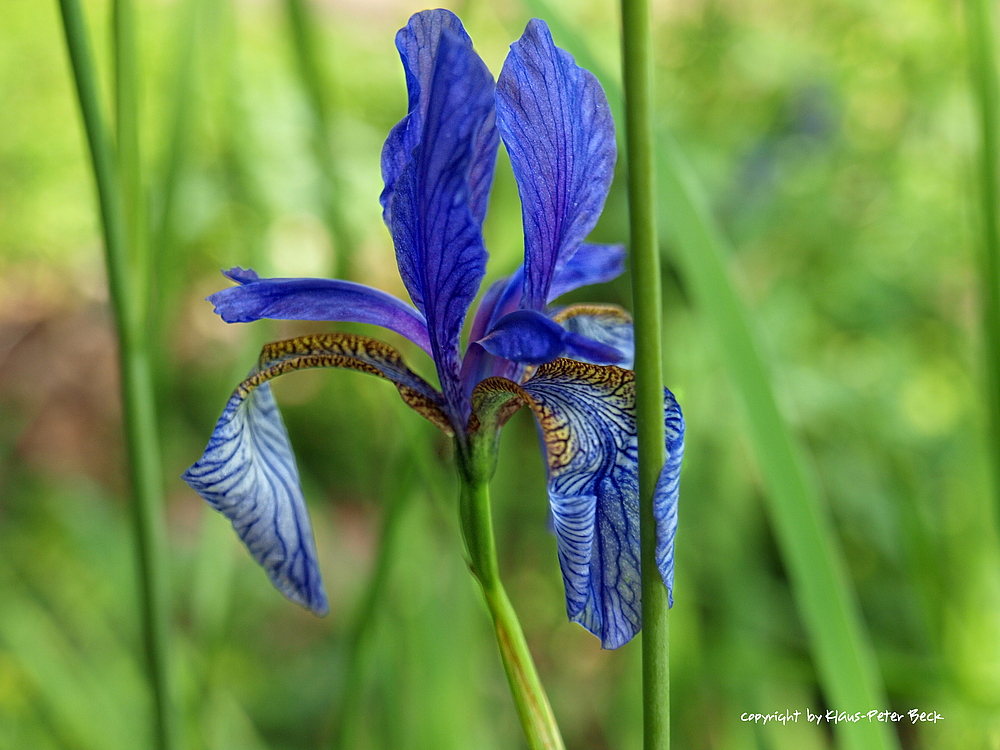 Blaue Iris