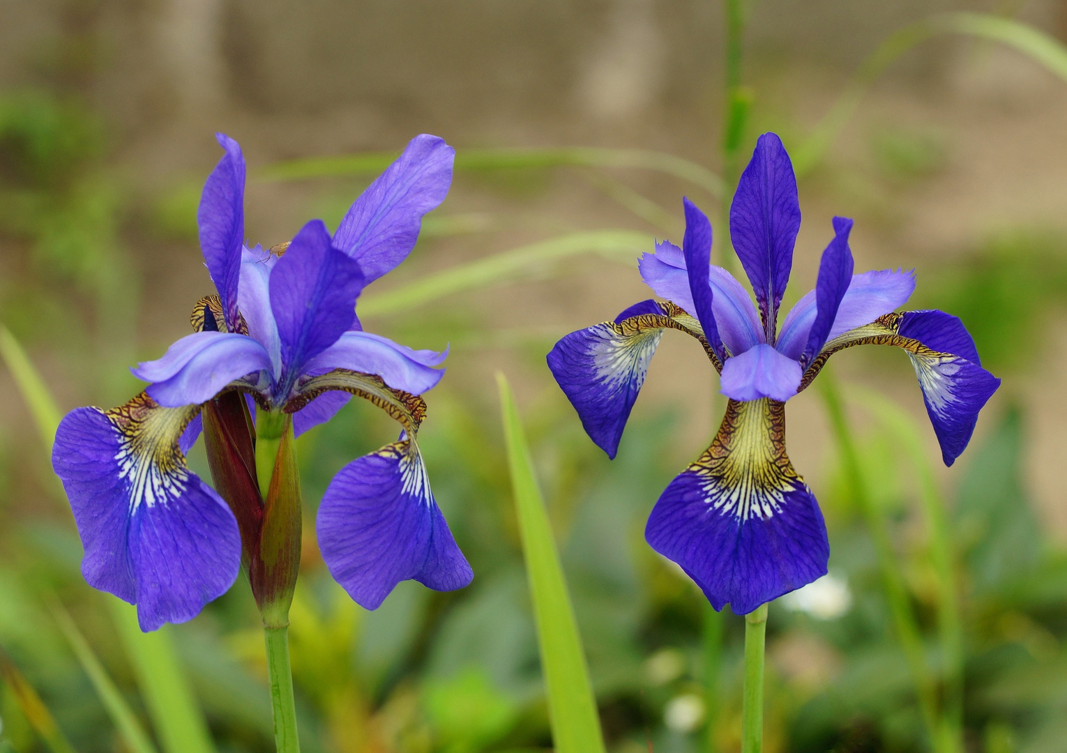 Blaue Iris 1