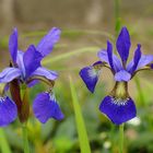 Blaue Iris 1