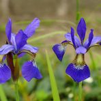 Blaue Iris 1