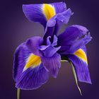 Blaue Iris