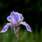 Blaue Iris