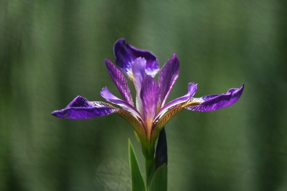 Blaue Iris Foto & Bild landschaft, pflanzen, blüten Bilder auf