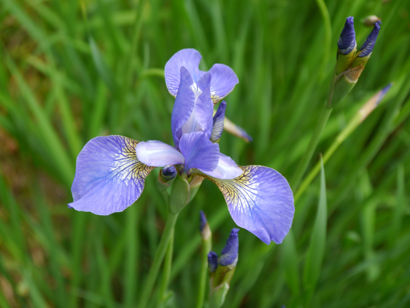 blaue Iris