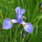 blaue Iris